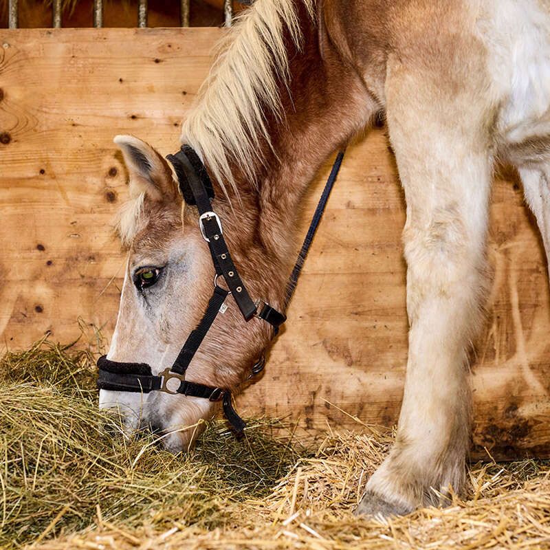 Offenstall oder Boxen für Einstellpferde bei Reitstall Pegasus in Längenfeld