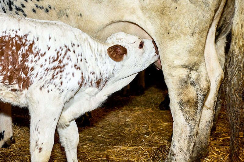 Kalb beim Säugen bei der Kuh am Bauernhof in Tirol