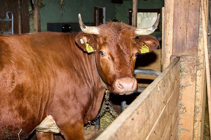 Stier am Hof in Längenfeld